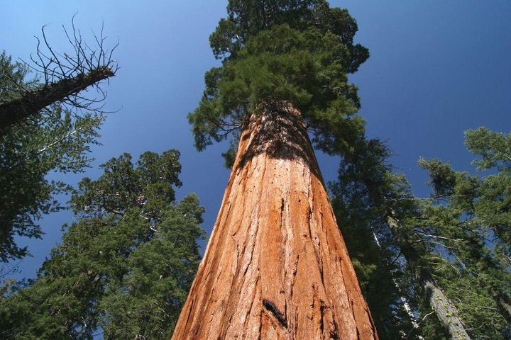 Sequoia National Park Adventure from Tulare - Photo 1 of 10